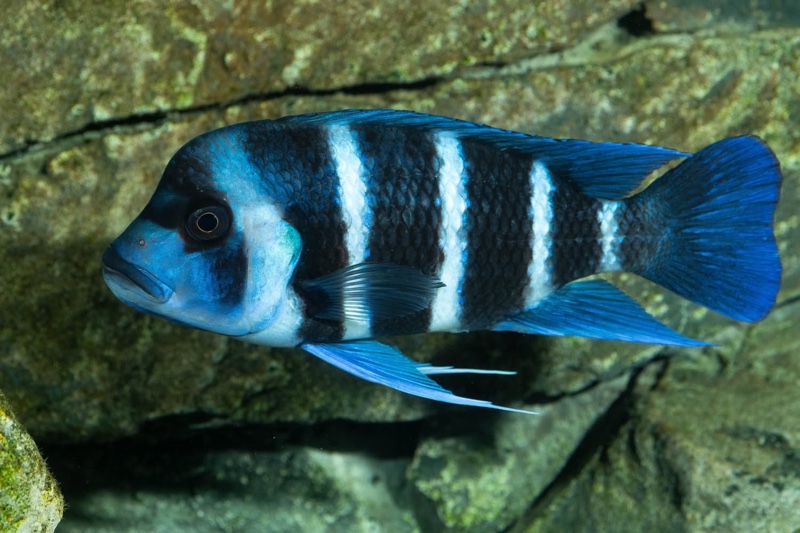 Cyphotilapia gibberosa 'Mtoto' (Moba)